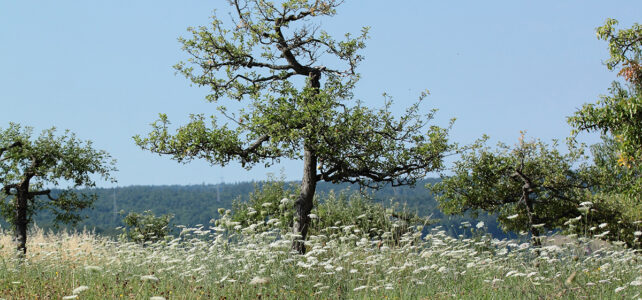 NABU | 1.2 Streuobstwiesenpflege