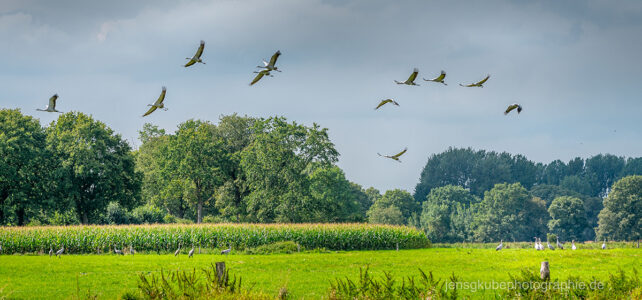 NABU | 2.4 Vogelschutz