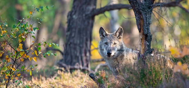 NABU | 2.5 Wolfsschutz