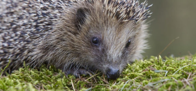 Igel