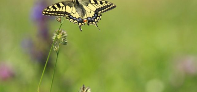 Insektensterben