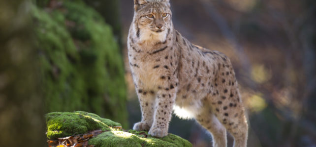 Luchs