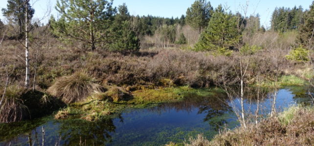 Moorschutz