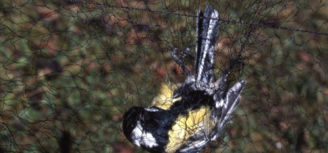 Gegen den Vogelmord – für das Leben