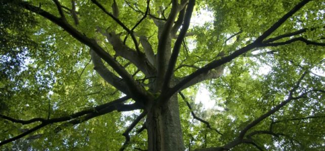 Wald Wald