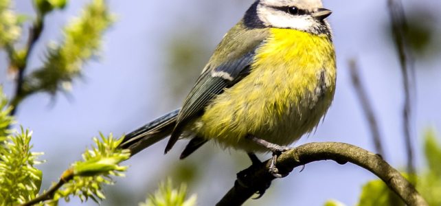 Vogelschutz