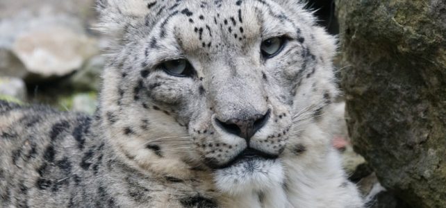 Schneeleopard